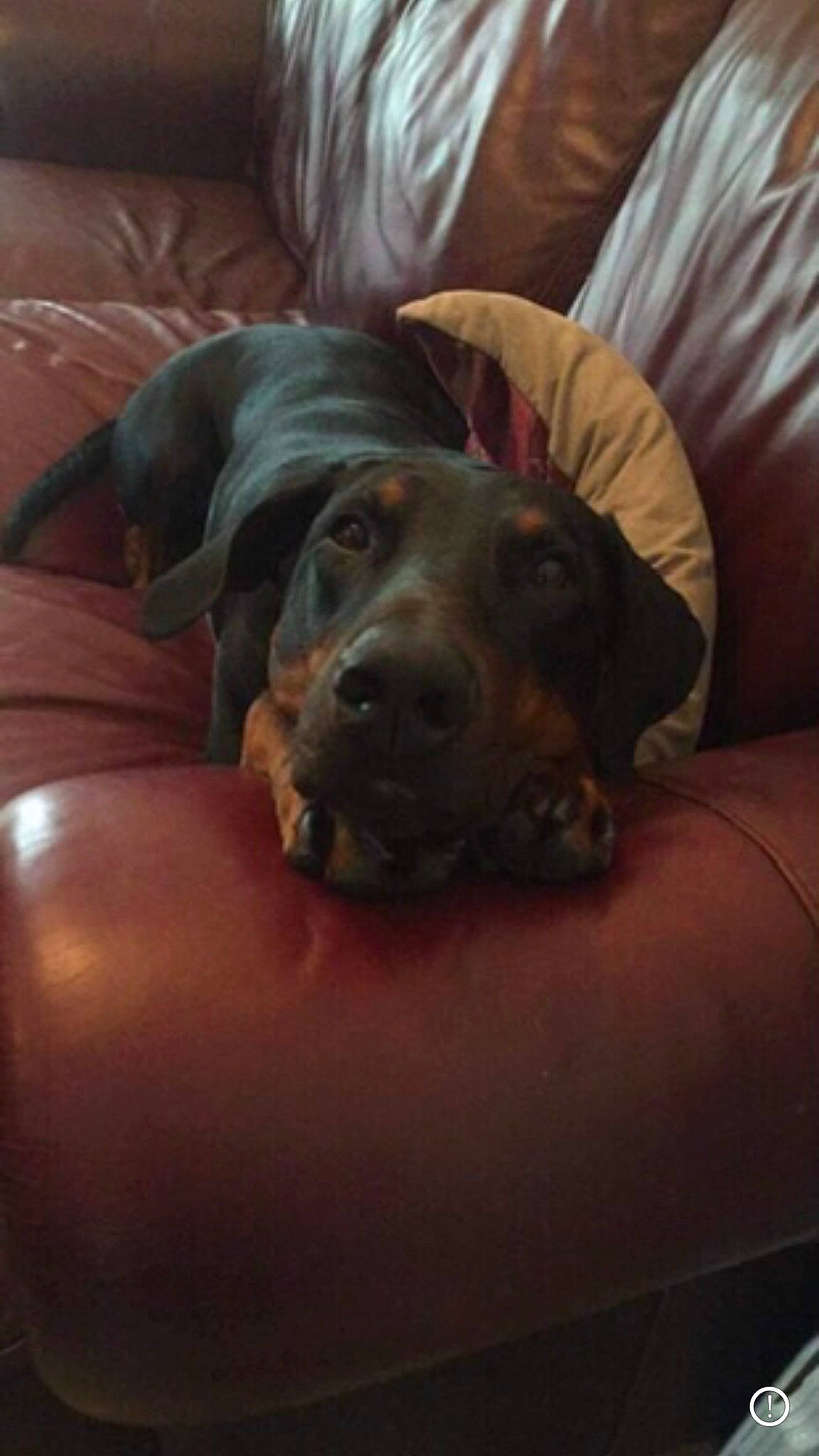 Bob is registered to the contest to win money with this photo: canidae, carnivore, comfort, companion_dog, couch, dog, dog_breed, ear, fawn, flooring, fur, furniture, guard_dog, liver, non_sporting_group, sleeper_chair, snout, sporting_group, whiskers, working_animal