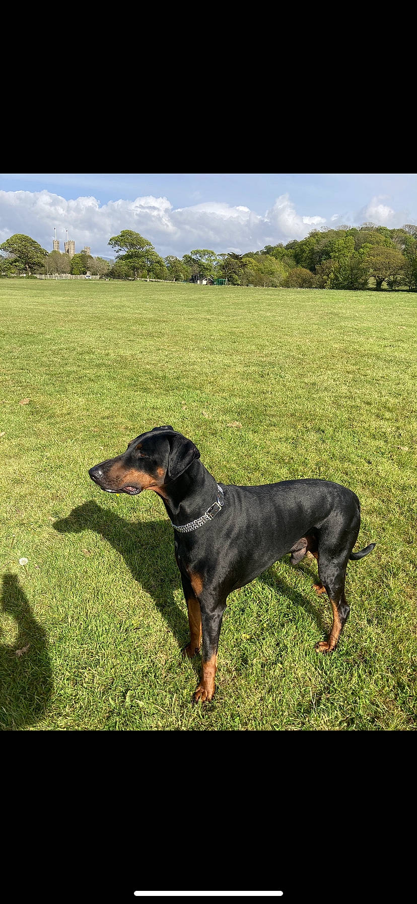 Bob joined the competition — help win amazing prizes! canidae, carnivore, cloud, collar, companion_dog, dobermann, dog, dog_breed, field, grass, grassland, guard_dog, landscape, plant, scent_hound, sky, sporting_group, tree, working_animal, working_dog