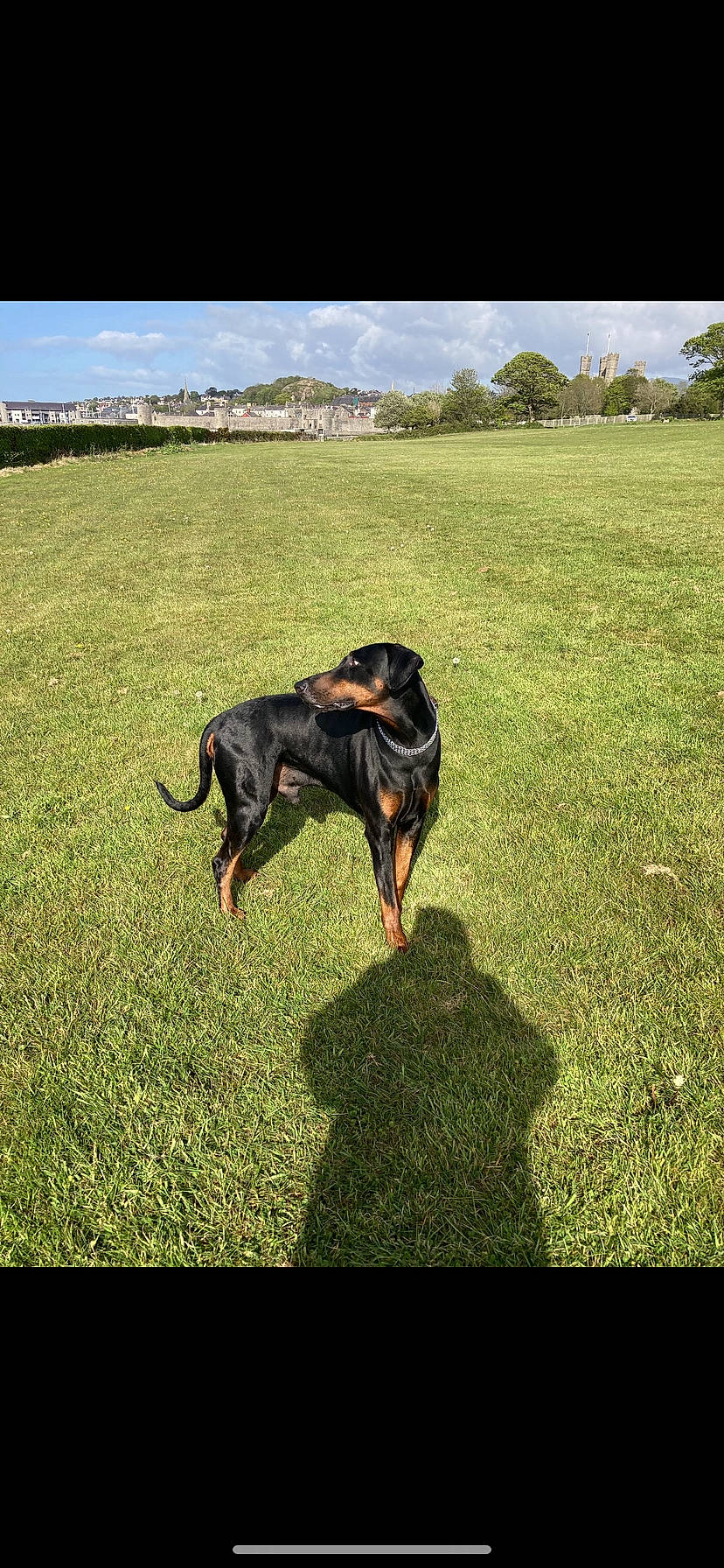 Bob joined the competition — help win amazing prizes! carnivore, cloud, collar, companion_dog, dog, dog_breed, grass, grassland, guard_dog, landscape, lawn, pasture, people_in_nature, plant, scent_hound, sky, sporting_group, tail, tree, working_animal