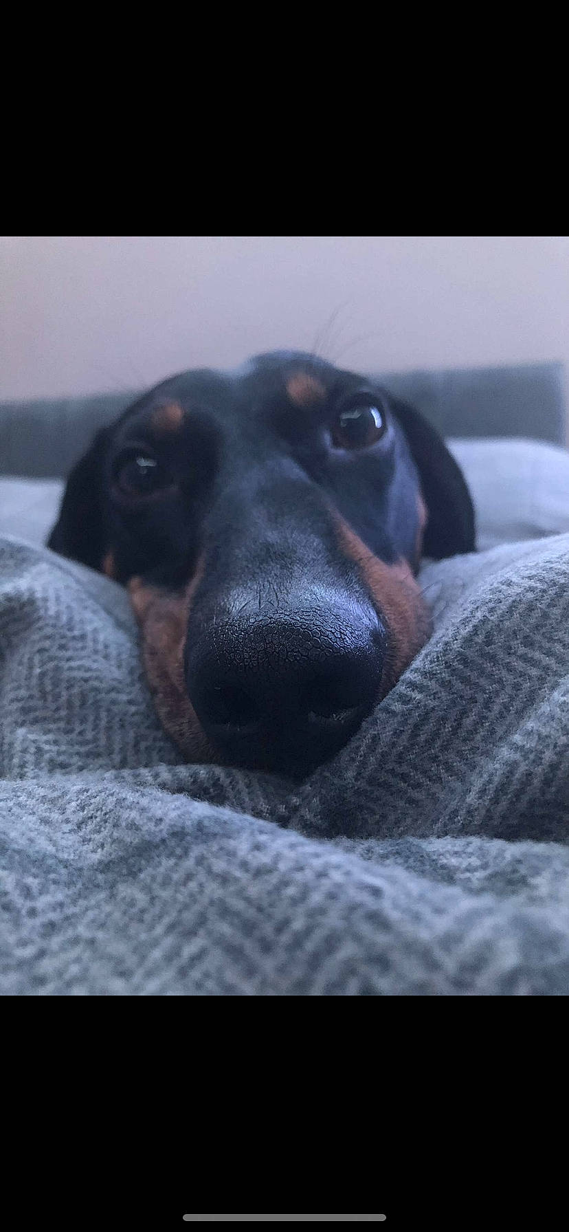 Bobi joined the competition — help win amazing prizes! canidae, carnivore, cloud, comfort, companion_dog, dog, dog_breed, fur, guard_dog, linens, liver, paw, sky, snout, sporting_group, whiskers, working_animal