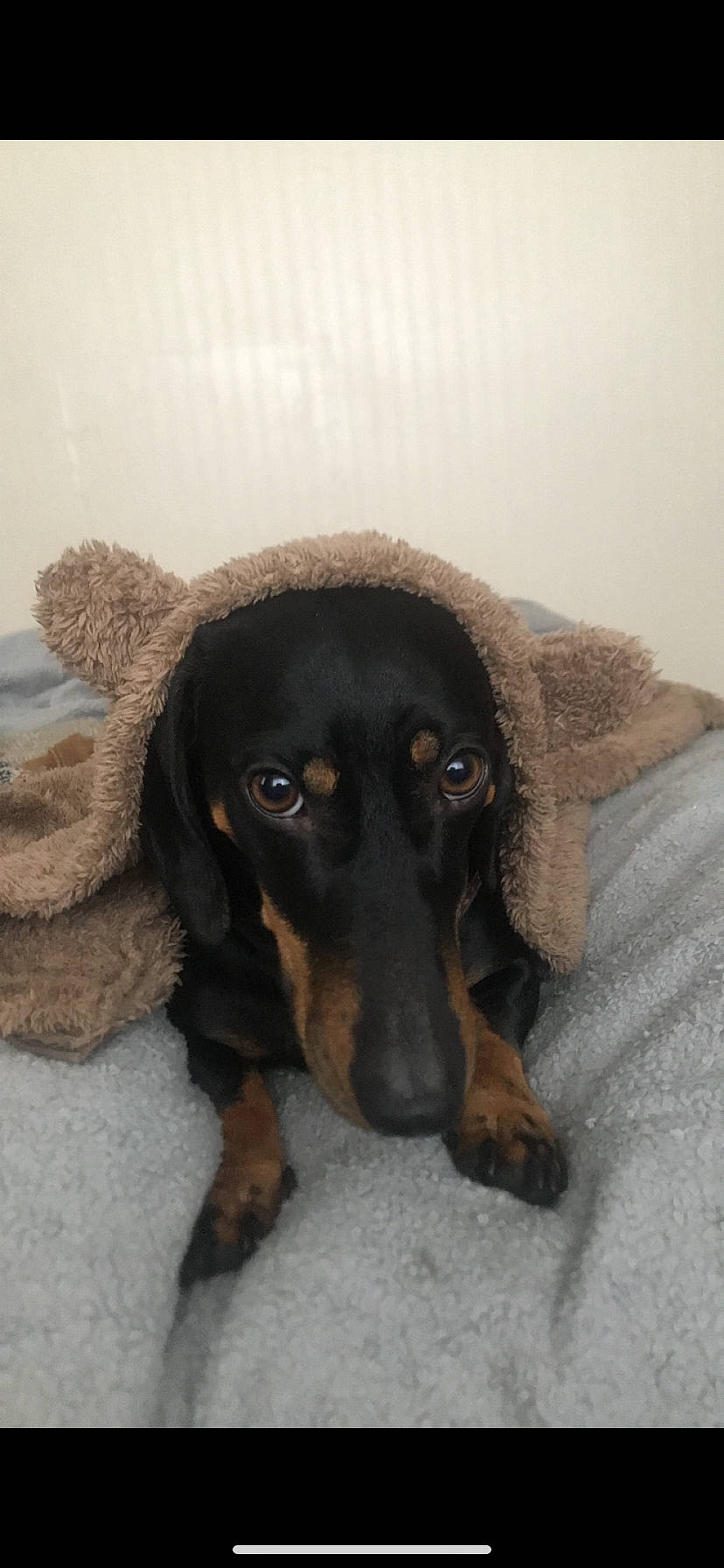 Bobi is registered to the contest to win money with this photo: canidae, carnivore, comfort, companion_dog, dachshund, dog, dog_breed, ear, fawn, fur, head, hound, liver, paw, snout, sporting_group, toy_dog, whiskers, working_animal, working_dog