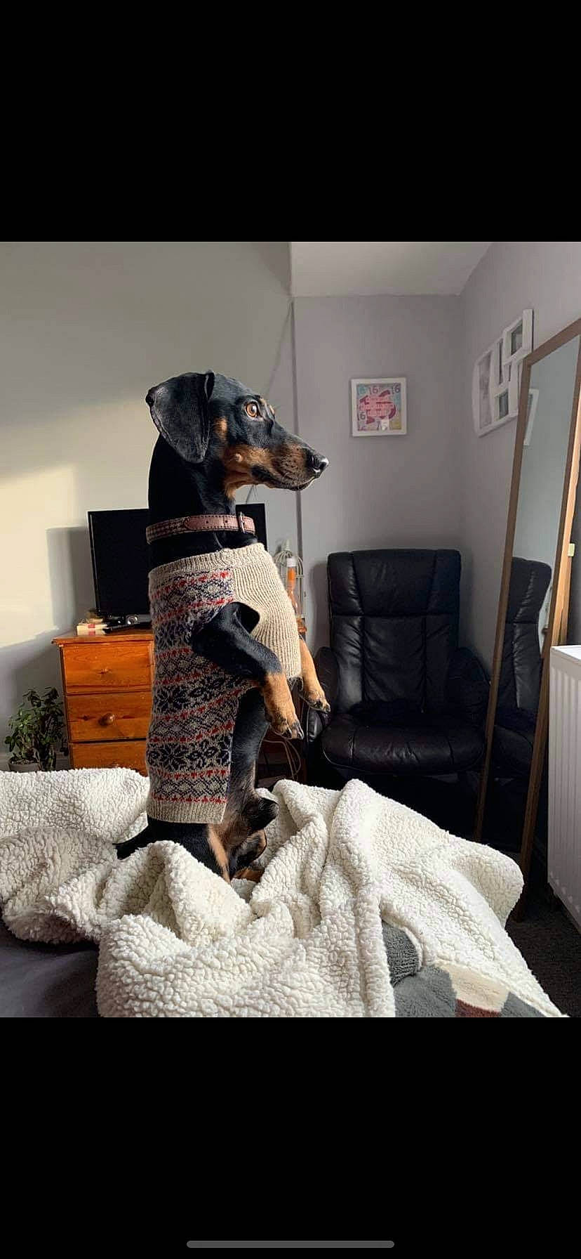 Bobi is registered to the contest to win money with this photo: chair, chest_of_drawers, comfort, companion_dog, dog, dog_breed, dress, fawn, flooring, fur, grey, linens, living_room, pillow, room, sitting, snout, textile, wood, working_animal