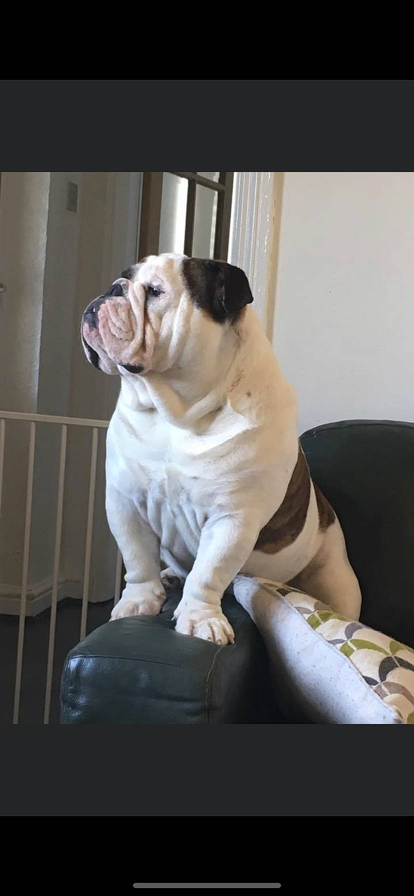 Winston joined the competition — help win amazing prizes! bulldog, canidae, carnivore, comfort, companion_dog, dog, dog_breed, dog_collar, fawn, molosser, snout, sporting_group, terrestrial_animal, toy_dog, tree, white_english_bulldog, window, wood, working_animal, wrinkle