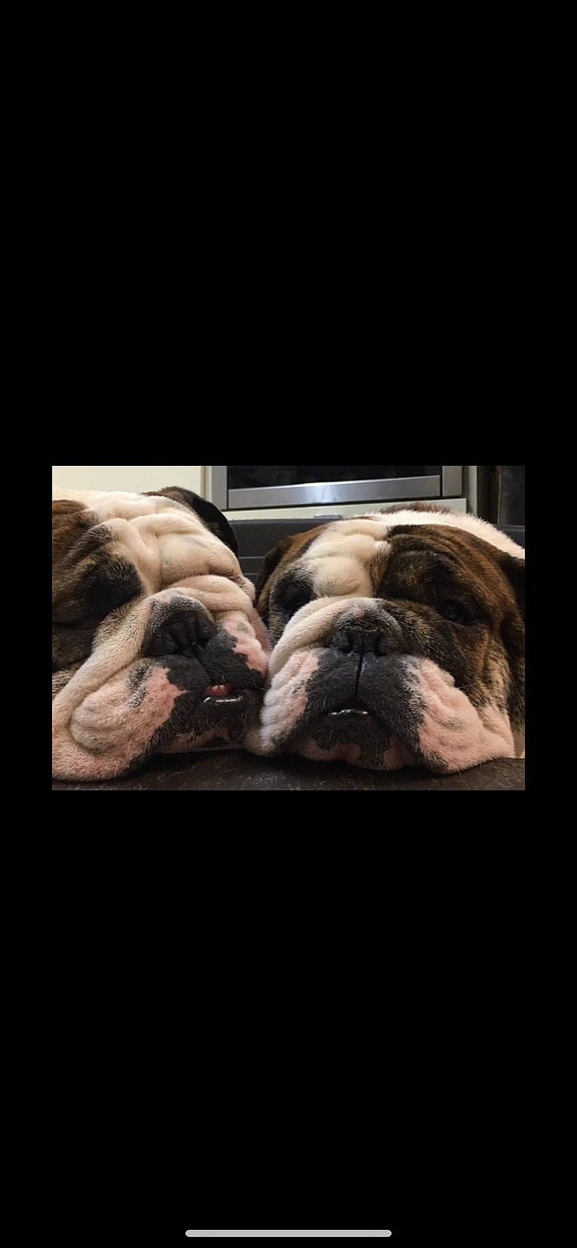 Winston joined the competition — help win amazing prizes! bulldog, canidae, carnivore, comfort, companion_dog, darkness, dog, dog_breed, fawn, flesh, fur, liver, non_sporting_group, room, snout, sporting_group, terrestrial_animal, toy_dog, working_animal, wrinkle