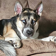 Milo Jack joined the competition — help win amazing prizes! dog, blue_eyes, couch, brown, fur, pet, canine, relaxed, indoor, paw, tail, ears, animal, muzzle, laying, comfort, home, portrait, closeup, resting