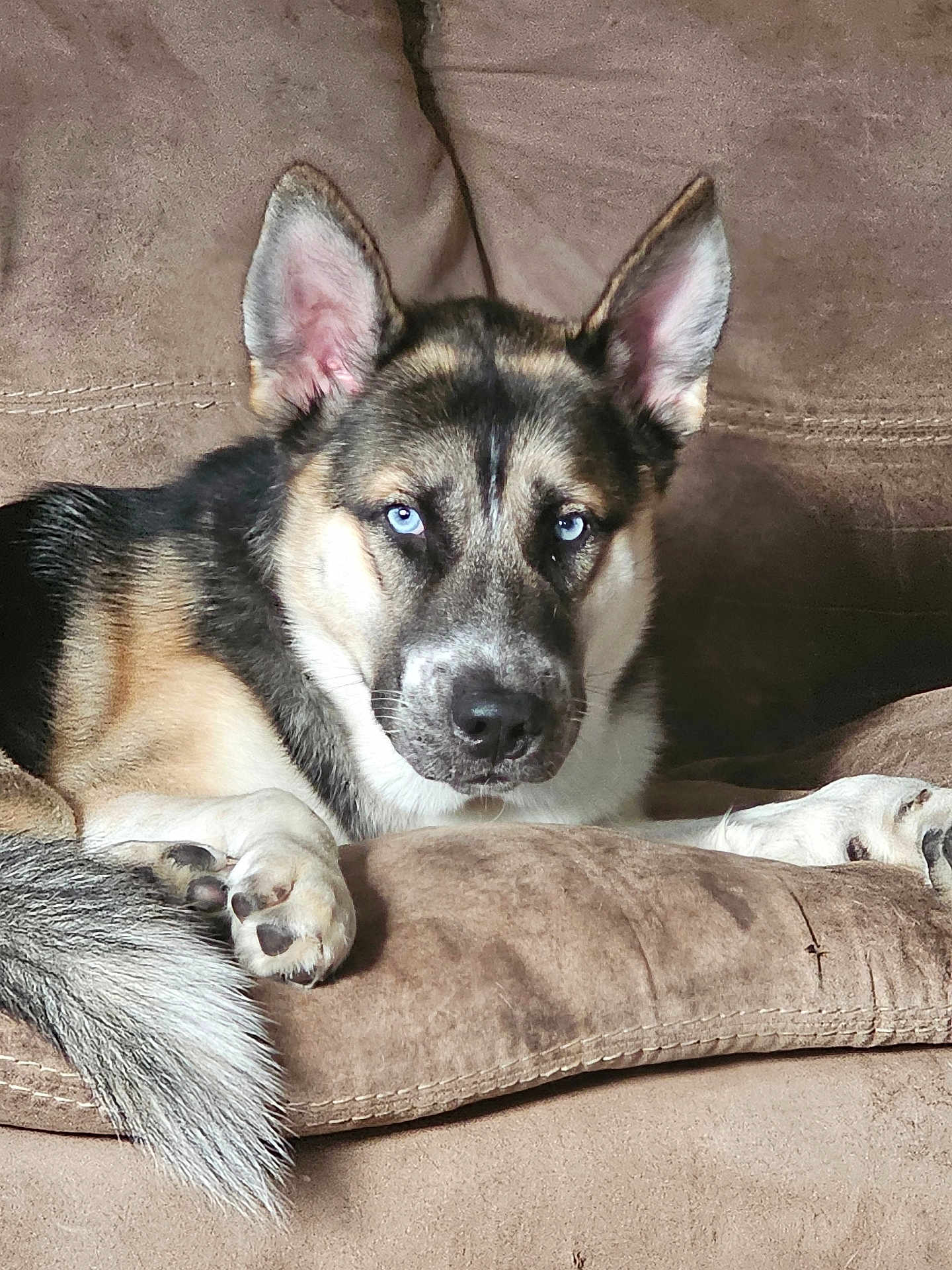 Milo Jack joined the competition — help win amazing prizes! dog, blue_eyes, couch, brown, fur, pet, canine, relaxed, indoor, paw, tail, ears, animal, muzzle, laying, comfort, home, portrait, closeup, resting