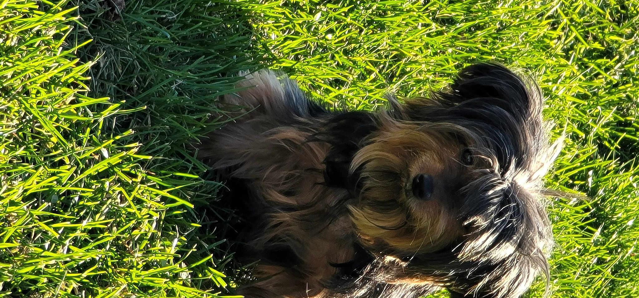 Poochie