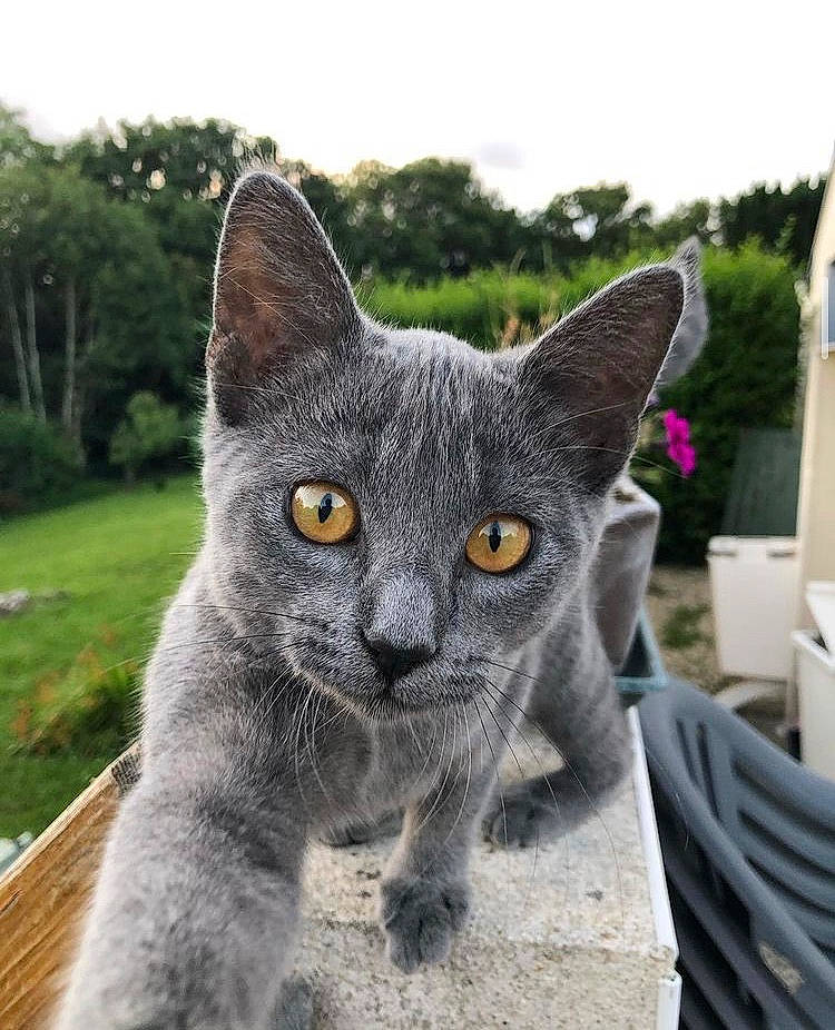 Marguerite participe au concours pour gagner de l'argent avec cette photo : art, carnivore, cat, domestic_short_haired_cat, felidae, flowerpot, fur, grey, houseplant, plant, russian_blue, sky, small_to_medium_sized_cats, snout, terrestrial_animal, tree, whiskers, window