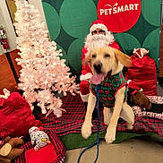 Charley is registered to the contest to win money with this photo: dog, person, santa_claus, christmas_tree, holiday, pet_smart, festive, leaping_dog, indoor, decorations, plaid_blanket, red_bag, toy, pet_bed, white_tree, glowing_lights, costume, blurred_motion, celebration, festive_sweater