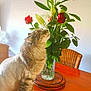 cat, fluffy, shaved, table, flowers, roses, vase, green_leaves, indoor, wooden_table, curious, pet, feline, plant, natural_light, decor, cozy, home, sitting, closeup