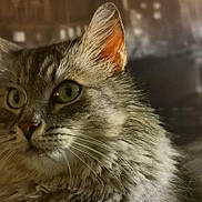 Guizmo a rejoint le concours — aidez-le/la à gagner de superbes lots ! cat, tabby, close_up, green_eyes, fluffy, fur, whiskers, pet, animal, portrait, indoor, soft_light, focused, cute, mammal, feline, domestic_cat, ears, nose, face