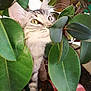 cat, plant, leaves, green, indoor, curious, pet, nature, closeup, feline, animal, whiskers, eye, fur, potted_plant, branch, stem, indoor_plant, houseplant, exploring