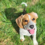 Nova is registered to the contest to win money with this photo: animal, brown_and_white, close_up, dog, floppy_ears, grass, greenery, happy, lawn, nature, outdoor, pet, photography, playful, portrait, puppy, short_hair, smiling, standing, tongue_out