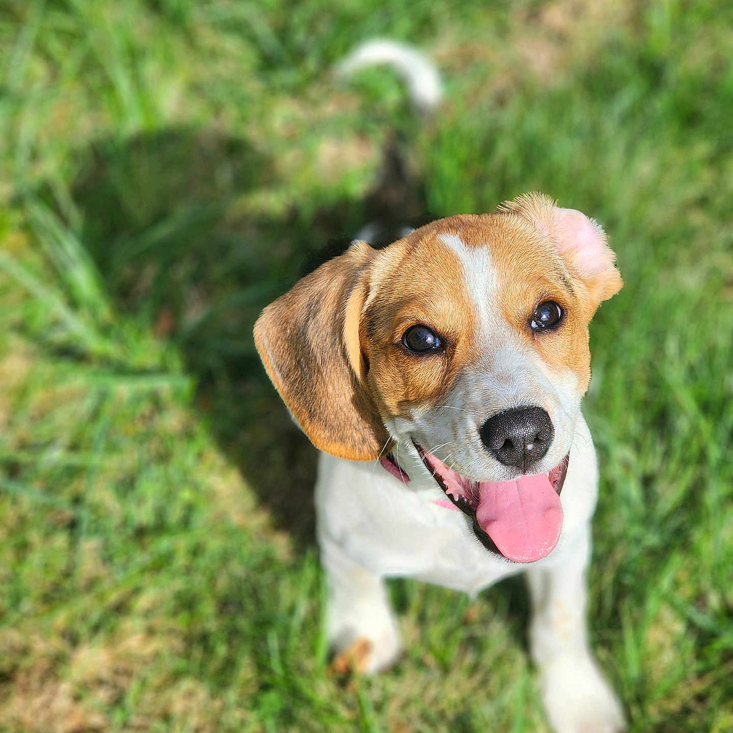 Nova