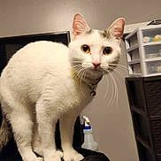 Nala joined the competition — help win amazing prizes! cat, white_cat, pet, animal, feline, standing, indoors, portrait, wide_eyes, whiskers, ears, collar, bell, black_jacket, clothing, laundry, storage_drawers, spray_bottle, home, photography