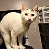 cat, white_cat, pet, animal, feline, standing, indoors, portrait, wide_eyes, whiskers, ears, collar, bell, black_jacket, clothing, laundry, storage_drawers, spray_bottle, home, photography