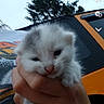 Nala is registered to the contest to win money with this photo: kitten, cat, fluffy, white_fur, animal, pet, being_held, hand, close_up, portrait, outdoor, vehicle, orange_car, trees, sky, social_media, screenshot, snapchat_interface, cute, whiskers