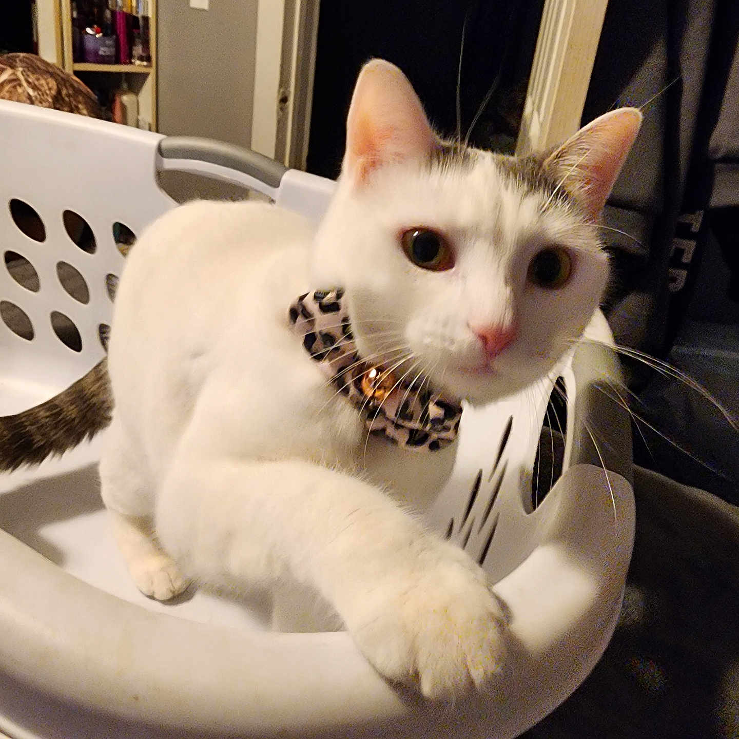 Nala