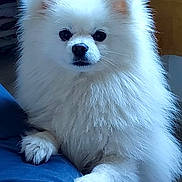 Neige participe au concours pour gagner de l'argent avec cette photo : dog, pomeranian, white_fur, fluffy, pet, portrait, indoor, bed, paws, cute, fur, small_dog, canine, closeup, looking_at_camera, black_eyes, nose, ears, blanket, companion