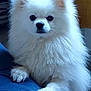 dog, pomeranian, white_fur, fluffy, pet, portrait, indoor, bed, paws, cute, fur, small_dog, canine, closeup, looking_at_camera, black_eyes, nose, ears, blanket, companion