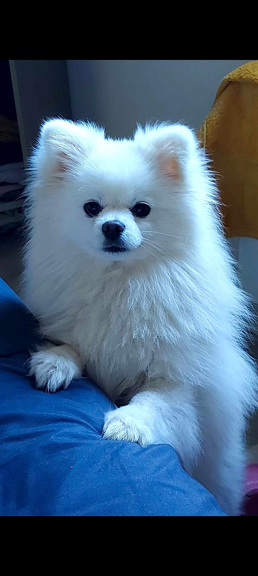 Neige participe au concours pour gagner de l'argent avec cette photo : dog, pomeranian, white_fur, fluffy, pet, portrait, indoor, bed, paws, cute, fur, small_dog, canine, closeup, looking_at_camera, black_eyes, nose, ears, blanket, companion