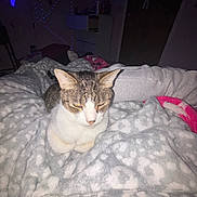 Huey is registered to the contest to win money with this photo: cat, blanket, indoor, cozy, feline, patterned_blanket, soft_texture, dim_lighting, string_lights, lightning_bolt, furniture, relaxed, pet, home, resting, animal, cute, warm, sleepy, comfort