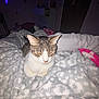 cat, blanket, indoor, cozy, feline, patterned_blanket, soft_texture, dim_lighting, string_lights, lightning_bolt, furniture, relaxed, pet, home, resting, animal, cute, warm, sleepy, comfort