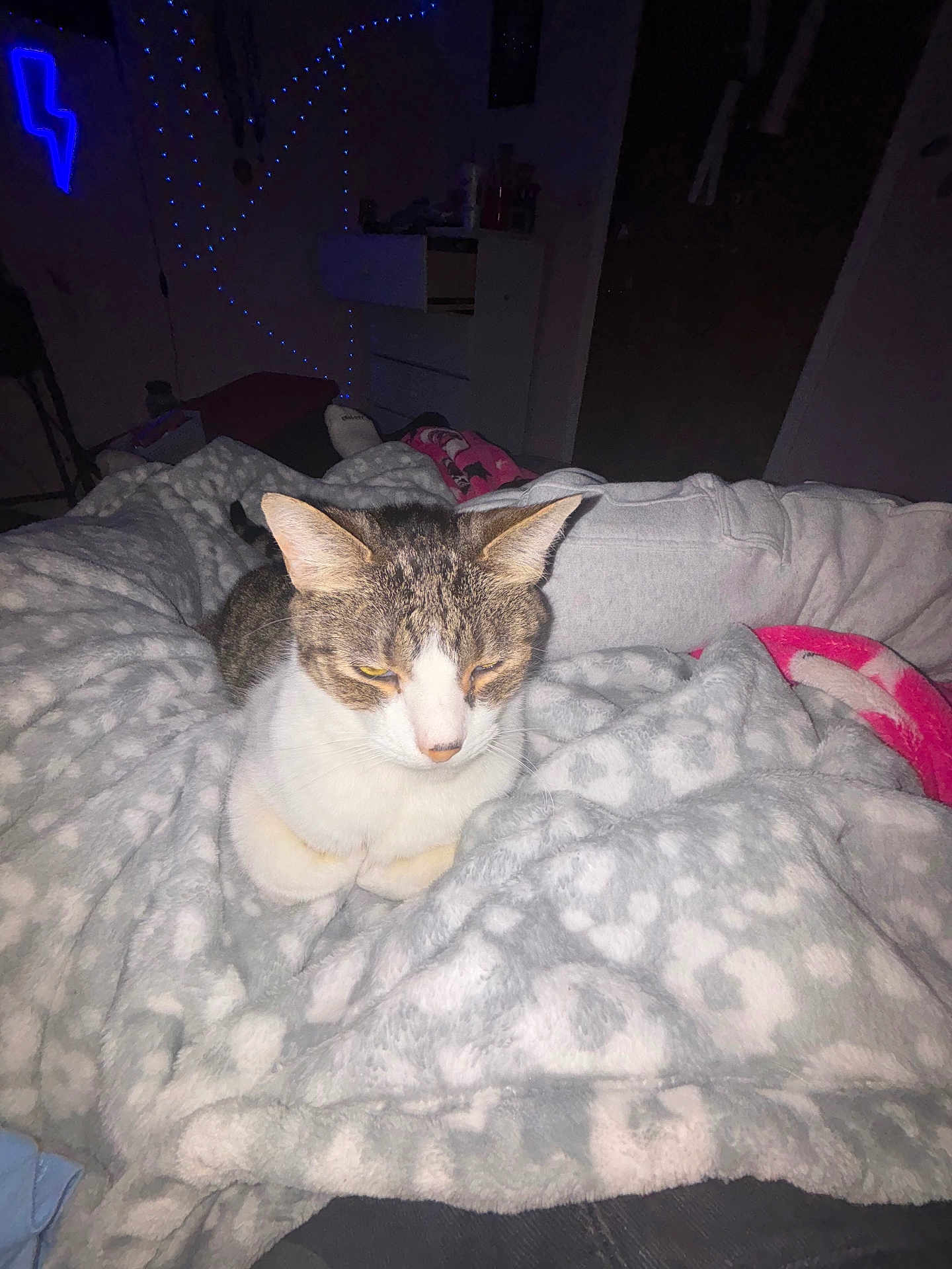 Huey is registered to the contest to win money with this photo: cat, blanket, indoor, cozy, feline, patterned_blanket, soft_texture, dim_lighting, string_lights, lightning_bolt, furniture, relaxed, pet, home, resting, animal, cute, warm, sleepy, comfort