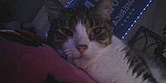Huey is registered to the contest to win money with this photo: banner, bedroom, blanket, cat, close_up, cozy, ear, face, feline, fur, indoor, nose, pet, pink, relaxed, resting, stars, string_lights, tabby, whiskers