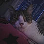 banner, bedroom, blanket, cat, close_up, cozy, ear, face, feline, fur, indoor, nose, pet, pink, relaxed, resting, stars, string_lights, tabby, whiskers
