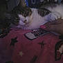 Huey joined the competition — help win amazing prizes! animal, blanket, cat, closeup, colorful, comfort, cozy, domestic, feline, hand, indoor, nail_polish, pattern, pet, pink, relaxation, resting, sleepy, soft, stars