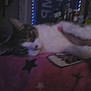 Huey is registered to the contest to win money with this photo: animal, blanket, cat, clutter, comfort, cozy, dim_light, domestic, feline, fur, hand, home, indoor, pet, pink, relaxed, resting, sleepy, soft, stars