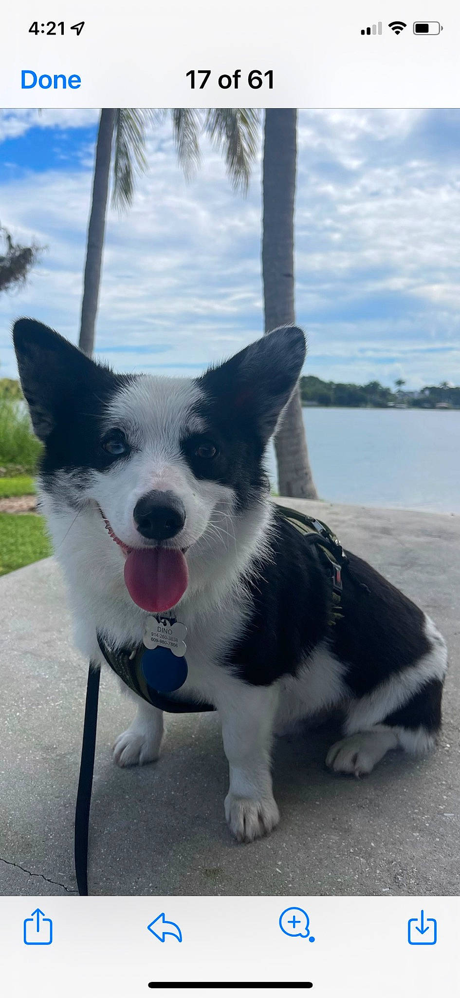 Dino is registered to the contest to win money with this photo: canidae, carnivore, cloud, collar, companion_dog, dog, dog_breed, dog_collar, herding_dog, lake, palm_tree, plant, sky, snout, sporting_group, tail, water, whiskers, working_animal, working_dog