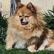 Lola participe au concours pour gagner de l'argent avec cette photo : dog, pomeranian, fluffy, fur, grass, outdoor, portrait, small_dog, sitting, ears, muzzle, paw, greenery, wall, sunlight, pet, cute, relaxed, whiskers, bushes