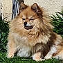 dog, pomeranian, fluffy, fur, grass, outdoor, portrait, small_dog, sitting, ears, muzzle, paw, greenery, wall, sunlight, pet, cute, relaxed, whiskers, bushes