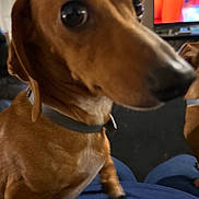 Sophia joined the competition — help win amazing prizes! dog, dachshund, brown_dog, pet, indoor, closeup, lap, collar, animal, canine, cute, looking, small_dog, domestic_animal, companion, blurred_nose, living_room, television, furniture, human_lap