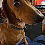 dog, dachshund, brown_dog, pet, indoor, closeup, lap, collar, animal, canine, cute, looking, small_dog, domestic_animal, companion, blurred_nose, living_room, television, furniture, human_lap