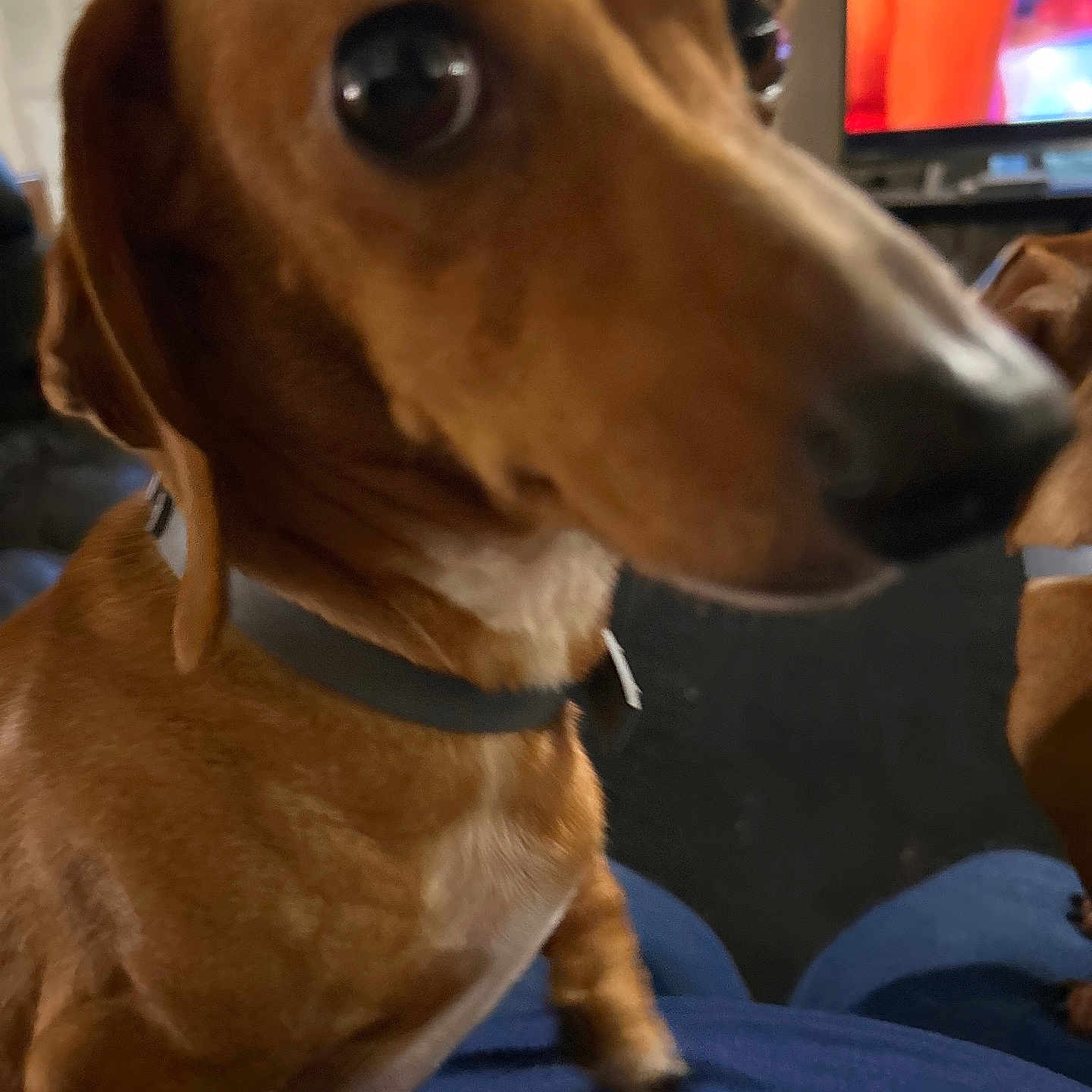 Sophia joined the competition — help win amazing prizes! animal, blurred_nose, brown_dog, canine, closeup, collar, companion, cute, dachshund, dog, domestic_animal, furniture, human_lap, indoor, lap, living_room, looking, pet, small_dog, television