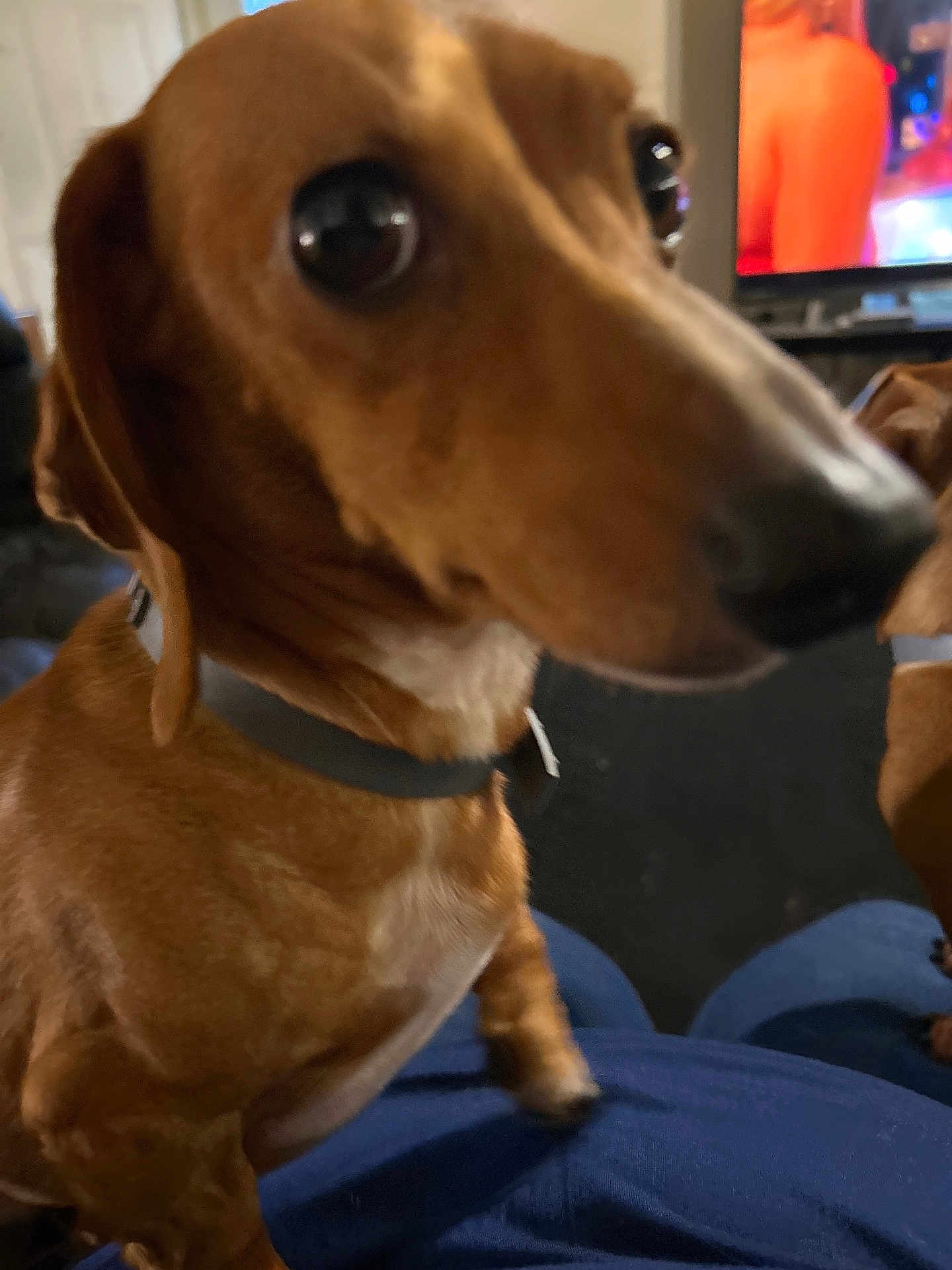 Sophia joined the competition — help win amazing prizes! dog, dachshund, brown_dog, pet, indoor, closeup, lap, collar, animal, canine, cute, looking, small_dog, domestic_animal, companion, blurred_nose, living_room, television, furniture, human_lap