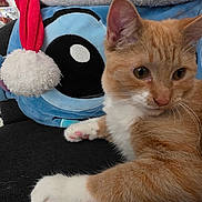 Sorna joined the competition — help win amazing prizes! cat, kitten, orange_cat, white_paws, plush_toy, stuffed_animal, santa_hat, red_hat, black_surface, cute, pet, feline, whiskers, indoor, soft_texture, holiday, relaxed, closeup, animal, young_cat