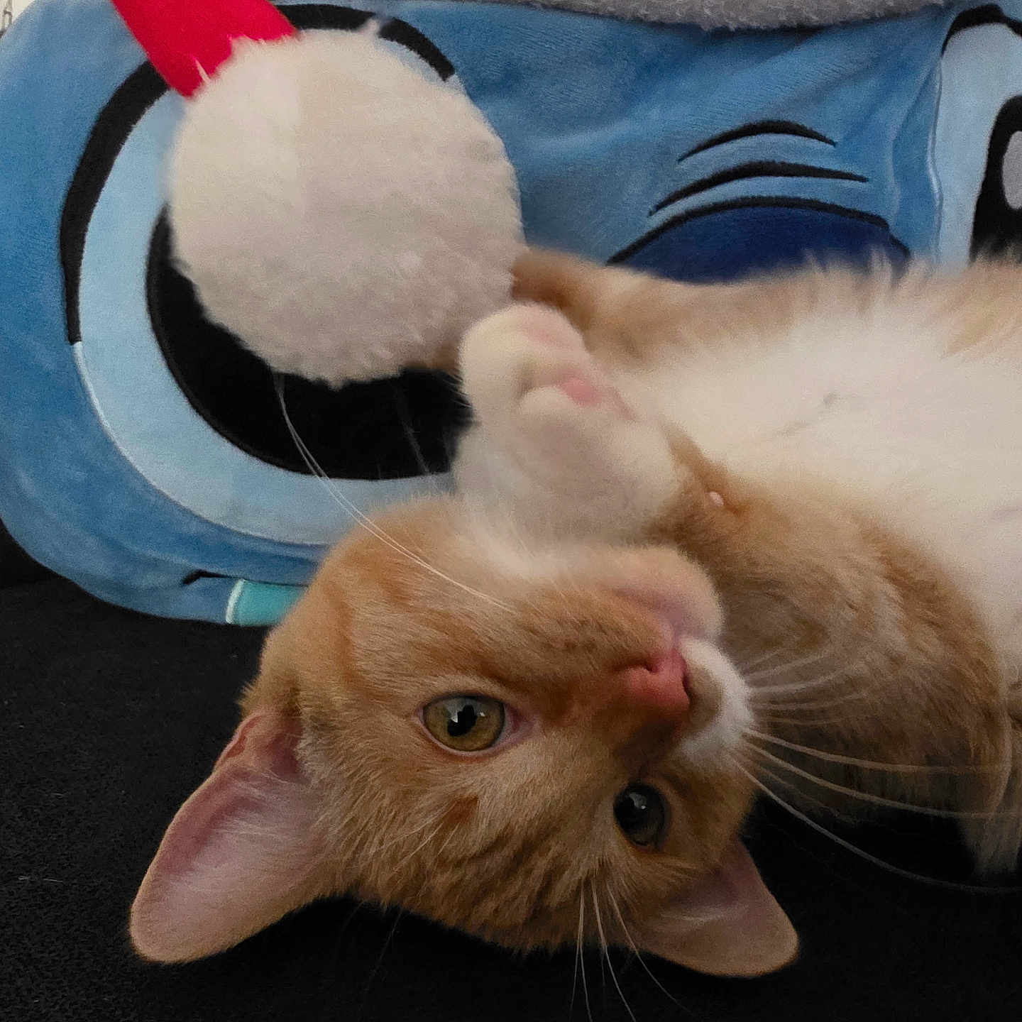 Sorna is registered to the contest to win money with this photo: black_surface, blue_toy, cartoon_eyes, cat, close_up, curious, cute, feline, fluffy, indoor, orange_cat, paw, pet, playful, plush_toy, pom_pom, soft_texture, upside_down, whiskers, white_cat