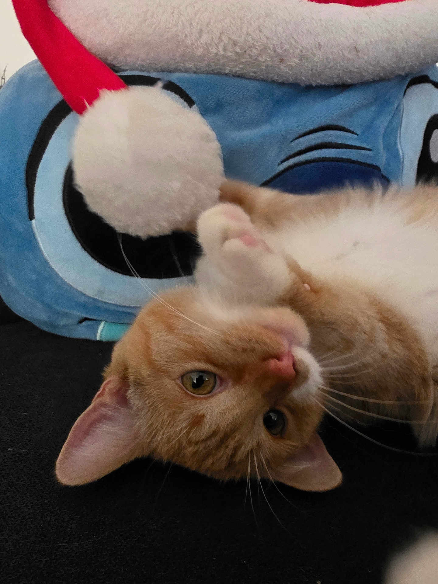 Sorna is registered to the contest to win money with this photo: cat, orange_cat, white_cat, playful, upside_down, paw, fluffy, pom_pom, plush_toy, blue_toy, cartoon_eyes, black_surface, whiskers, cute, pet, feline, indoor, close_up, soft_texture, curious