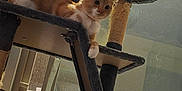 Sorna is registered to the contest to win money with this photo: animal, cat, cat_tree, claws, curious, domestic_cat, ears, fur, furniture, indoor, multi_level, orange_cat, paw, pet, relaxed, resting, scratching_post, whiskers, white_cat, window