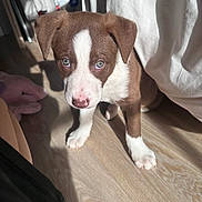 Atlas a rejoint le concours — aidez-le/la à gagner de superbes lots ! puppy, dog, brown, white, blue_eyes, floor, wooden_floor, sunlight, shadow, indoor, curious, pet, young_dog, cute, animal, fur, ears, nose, paw, home