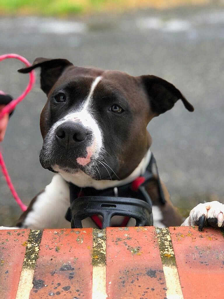 Roxane participe au concours pour gagner de l'argent avec cette photo : dog, black_and_white, brick_wall, paw, leash, curious, outdoor, pet, close_up, face, ears, nose, animal, canine, fence, background_blur, expression, portrait, daylight, texture