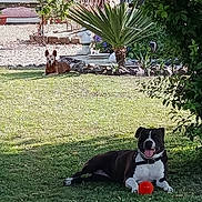 Roxane participe au concours pour gagner de l'argent avec cette photo : dog, grass, yard, outdoor, sunlight, ball, pet, playful, animal, greenery, tree, shrub, collar, tongue, relaxing, daytime, nature, garden, plant, canine