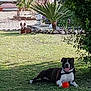 dog, grass, yard, outdoor, sunlight, ball, pet, playful, animal, greenery, tree, shrub, collar, tongue, relaxing, daytime, nature, garden, plant, canine