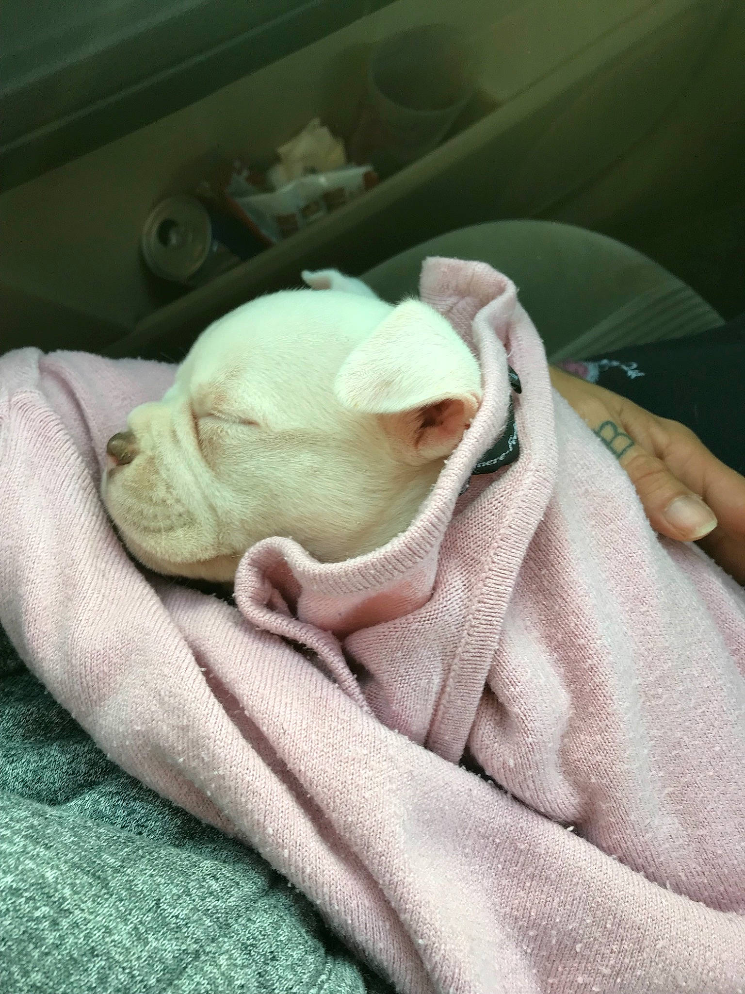 One a rejoint le concours — aidez-le/la à gagner de superbes lots ! american_bulldog, baby, birth, bulldog, canidae, carnivore, child, companion_dog, dog, dog_breed, fawn, french_bulldog, linens, nap, non_sporting_group, puppy, puppy_love, skin, sleep, snout