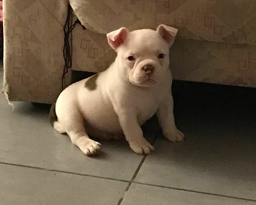 One participe au concours pour gagner de l'argent avec cette photo : american_bulldog, bulldog, canidae, carnivore, companion_dog, dog, dog_breed, dogo_guatemalteco, fawn, french_bulldog, mammal, non_sporting_group, nose, puppy, rare_breed_dog, skin, snout, toy_bulldog, vertebrate, white_english_bulldog