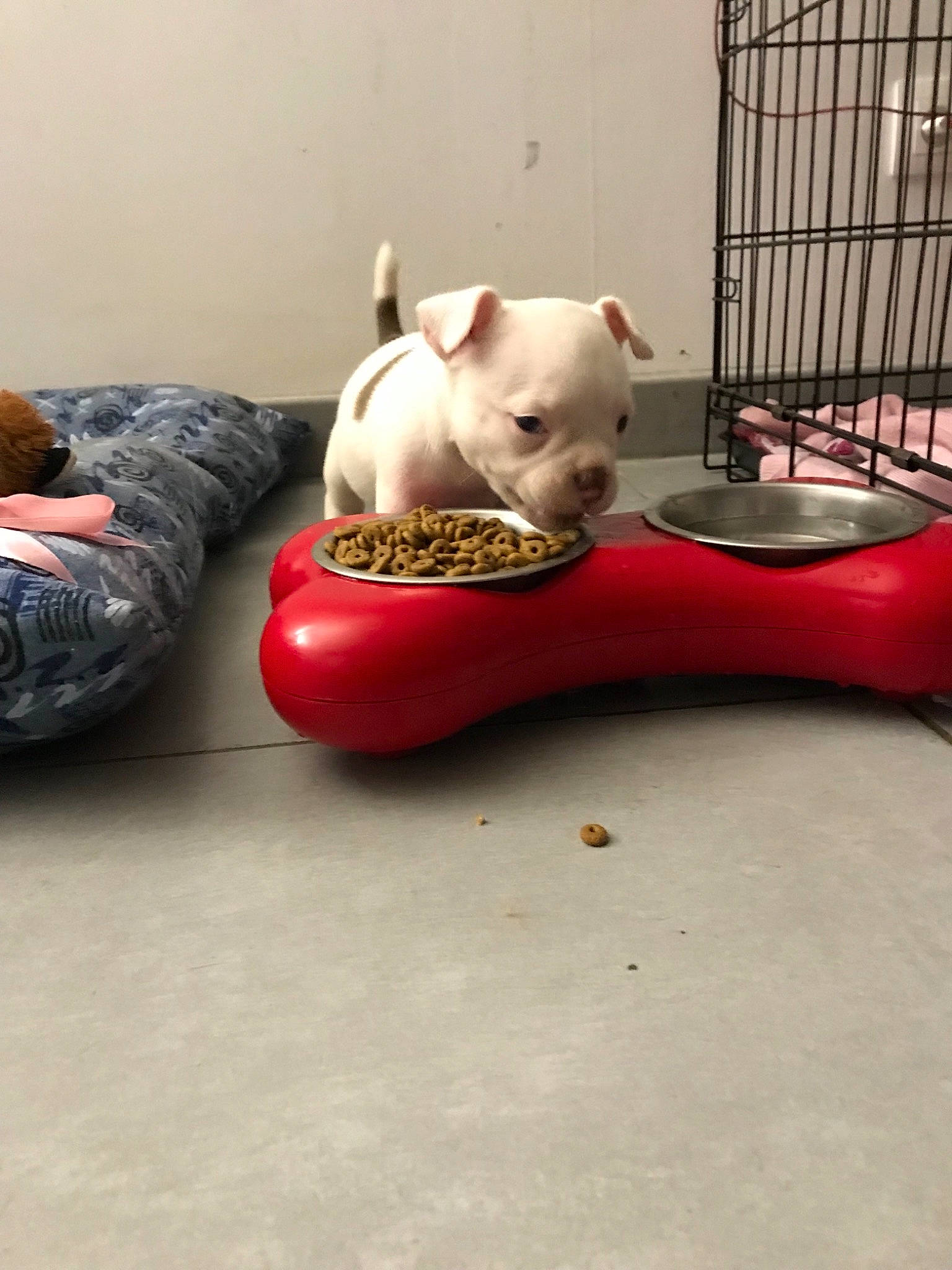 One a rejoint le concours — aidez-le/la à gagner de superbes lots ! american_pit_bull_terrier, bull_terrier, bull_terrier_miniature, canidae, carnivore, companion_dog, dog, dog_bed, dog_breed, dog_supply, dogo_argentino, fawn, mammal, non_sporting_group, pit_bull, puppy, snout, vertebrate